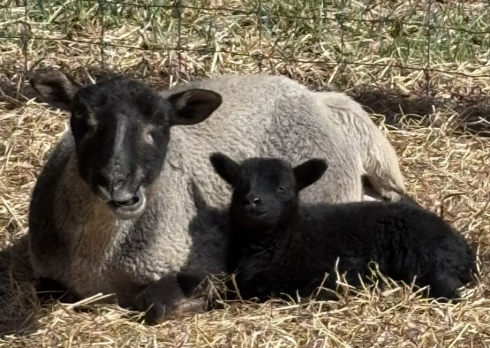 Additional image for Five Sisters Farm