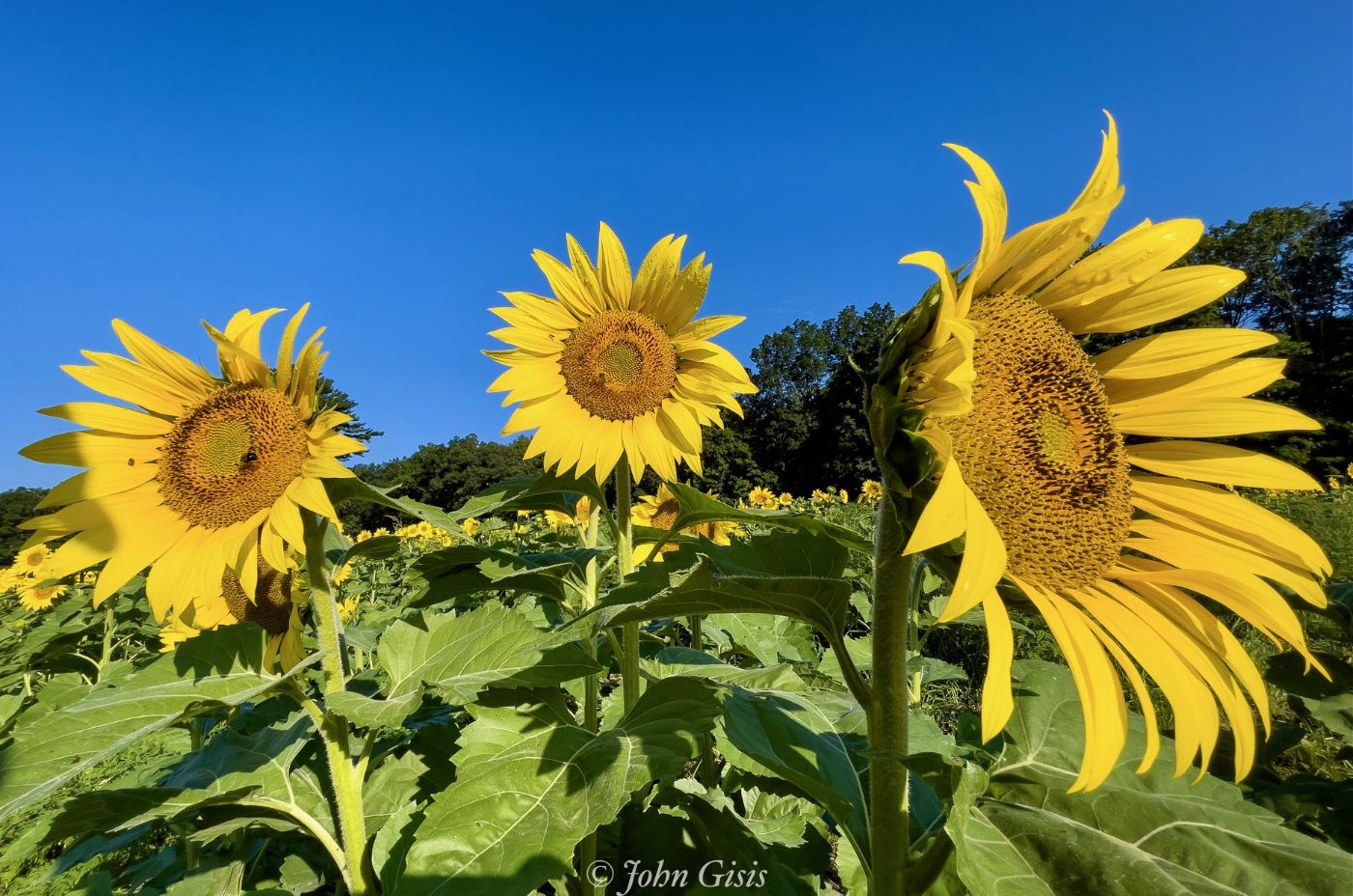 Featured image for Sunflower Festival