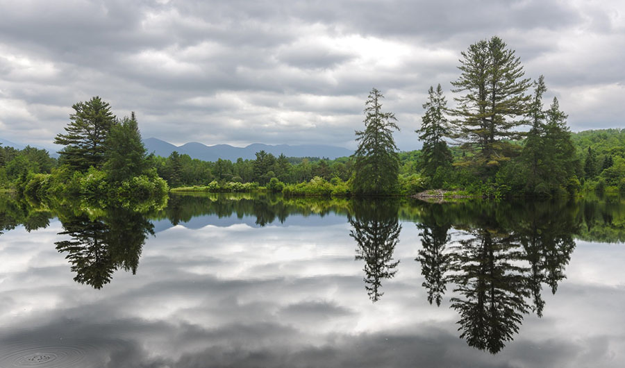 a view of a pond with pine trees